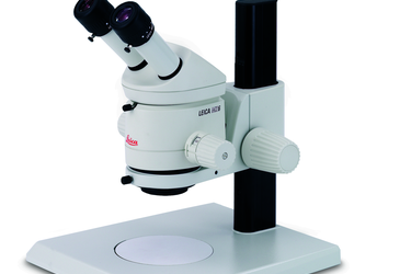 Immagine microscopio stereoscopico MZ 6 (Leica)