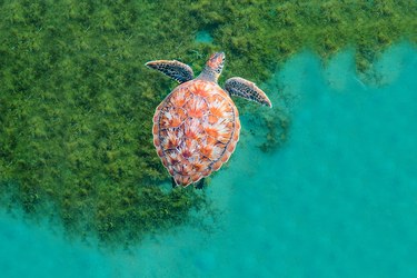 Image of a turtle floating on clear water