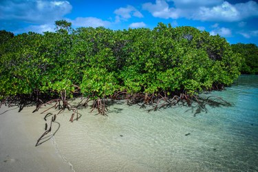 Mangrove field and a beach