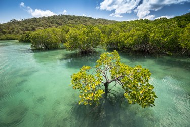 A group of trees in water