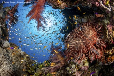 A group of fish swimming in a coral reef