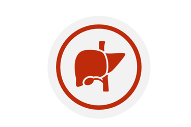 Liver (transplant) Icon