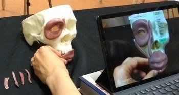 Aeducar augmented reality test: facial muscles