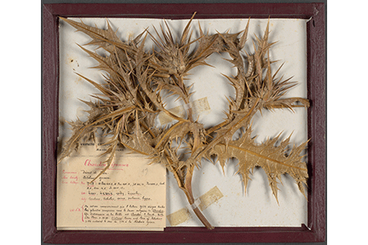 Herbarium of the Biblical Museum, Katholieke Universiteit Leuven