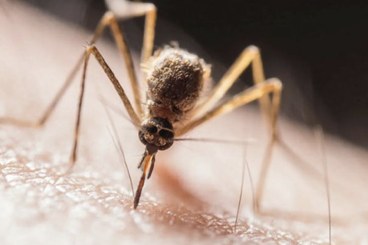 Tematica Vettori Artropodi e Patogeni Trasmessi da Vettori